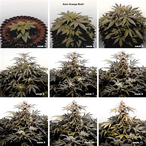 Cannabis Flowering Stage How To Guide Dutch Passion Cannabis Flowering Stage How To Guide Dutch Passion