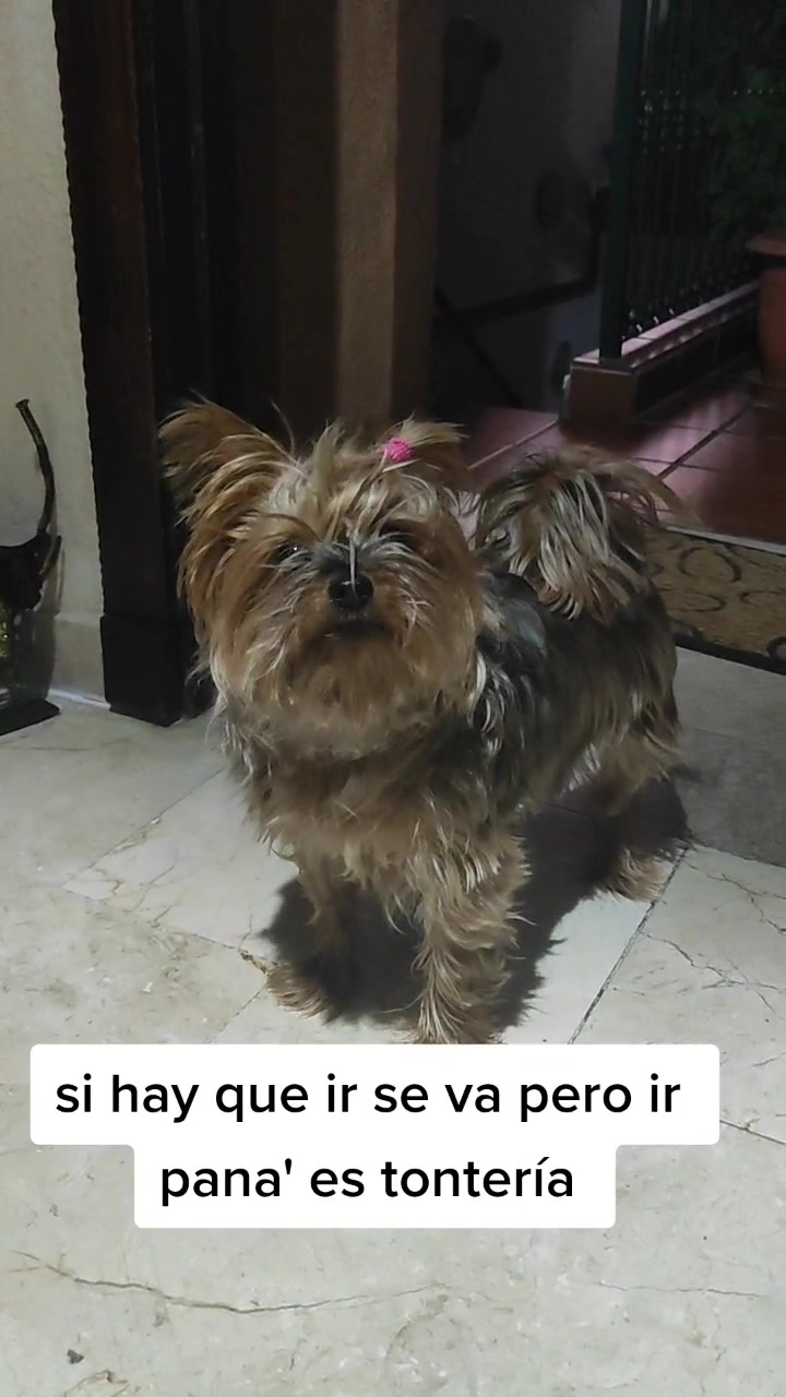 Desyree Garcia Desire Garc A Tiktok Desyree Garcia Desire Garc A Tiktok