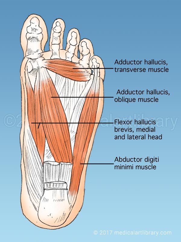 Foot Muscles Matter Foot Muscles Matter