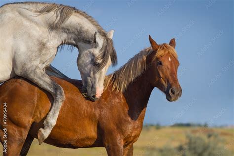 5 Horse Mating Tips