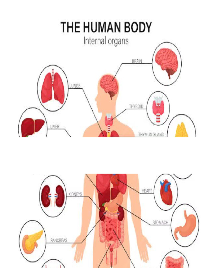 Human Body Diagram Guide