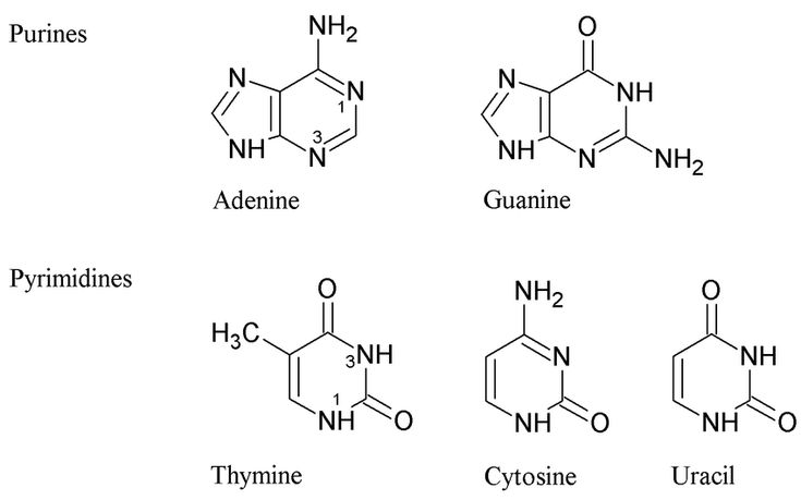 5 Facts Purines Pyrimidines