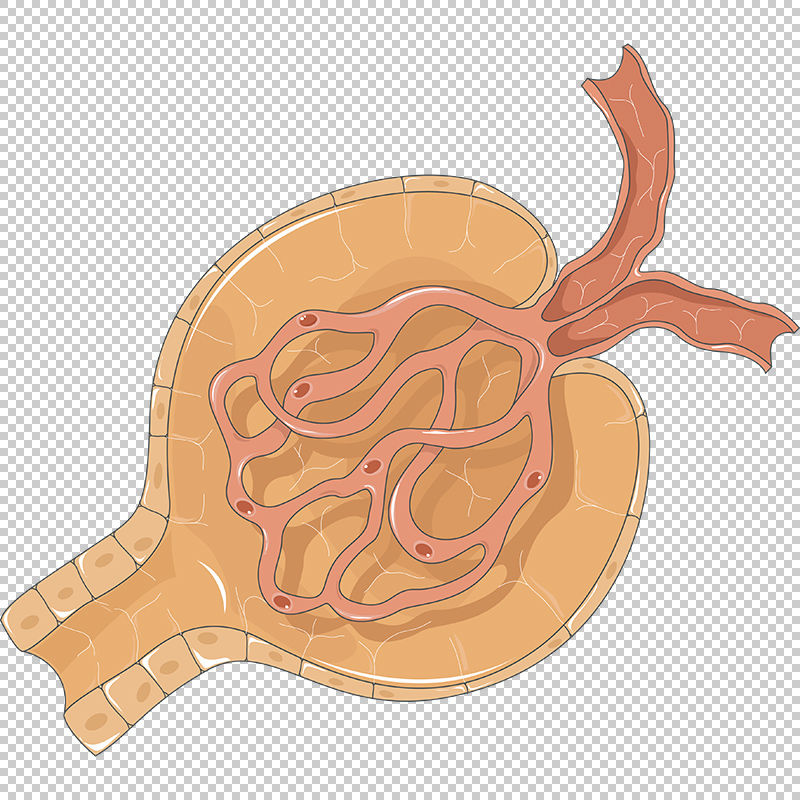 5 Ways Renal Corpuscle Works