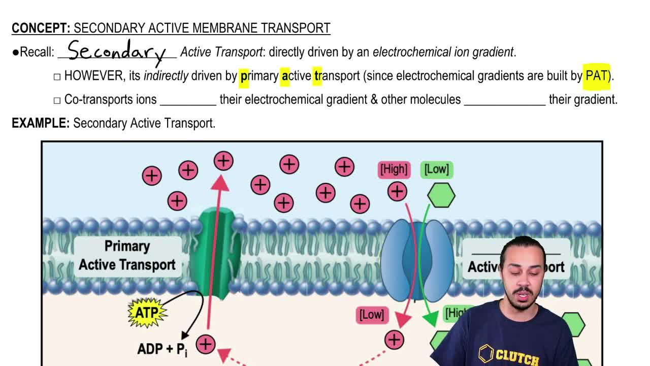 Secondary Active Transport Explained Secondary Active Transport Explained