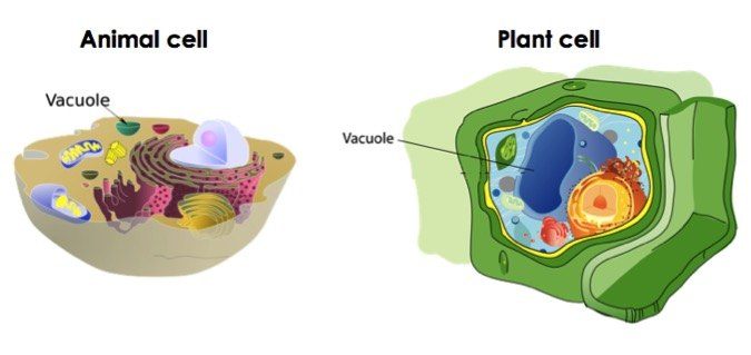 The Vacuoles Function The Vacuoles Function