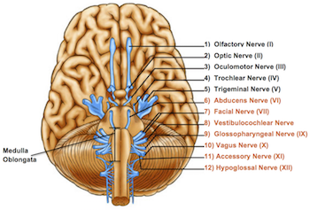 What Is The Medulla Definition Function Location Video Lesson What Is The Medulla Definition Function Location Video Lesson