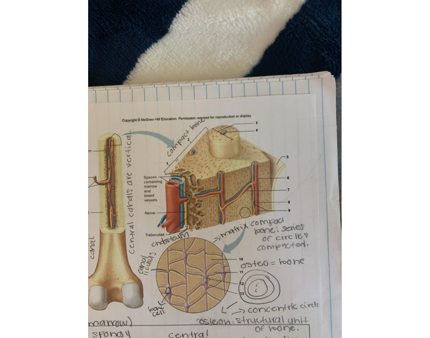 What Is The Medullary Cavity What Is The Medullary Cavity